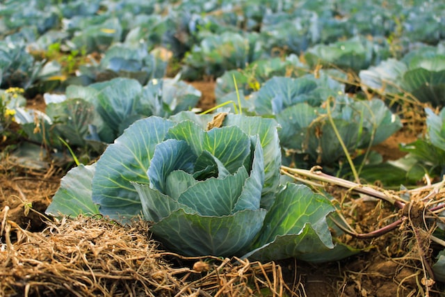 cabbage in a field